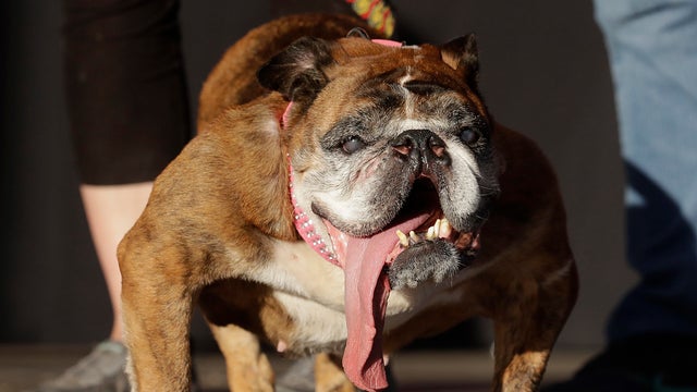 APTOPIX World's Ugliest Dog 