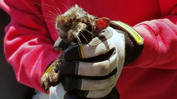 Burlington Squirrel rescued from dumpster drain 