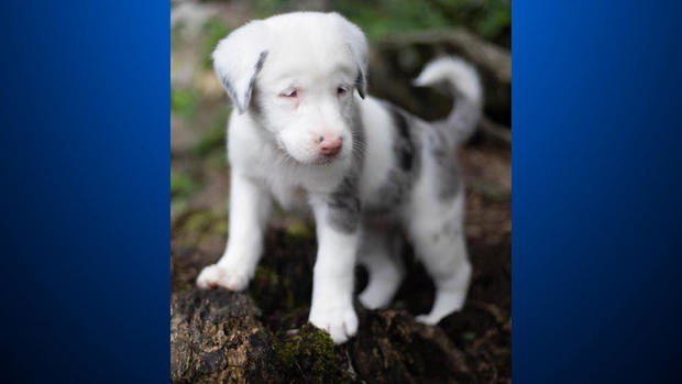 huntsville-alabama-trapped-puppy 