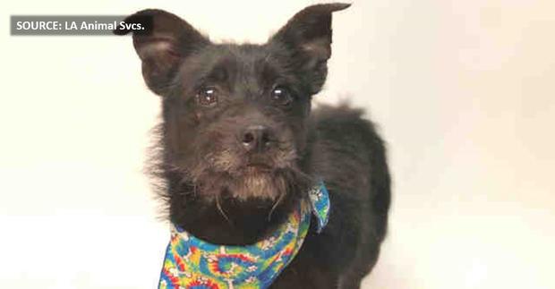 "Jetson" the terrier mix available for adoption at L.A. Animal Services. (SOURCE: L.A. Animal Svcs.) 