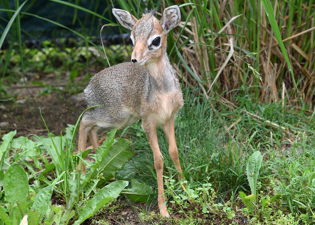 Waar stoel Rode datum Brookfield Zoo Welcomes Baby Dik-Dik Antelope, Among World's Smallest - CBS  Chicago