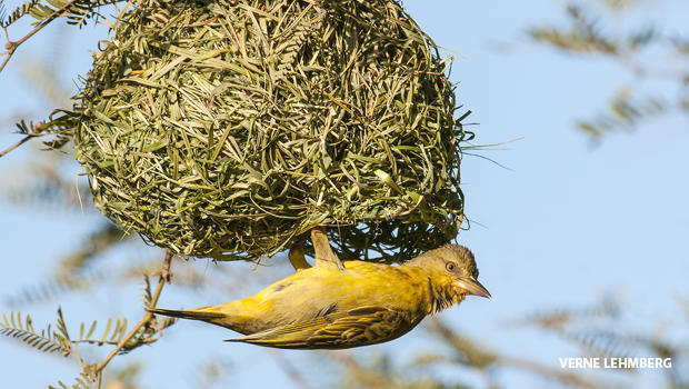 cape-weaver-hanging-from-its-nest-verne-lehmberg-620.jpg 