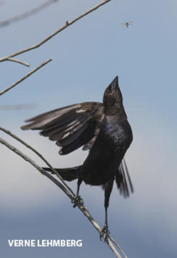 brown-headed-cowbird-after-an-insect-verne-lehmberg-244.jpg 