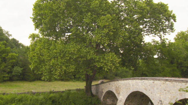 witness-tree-sycamore-burnside-bridge-antietam-620.jpg 