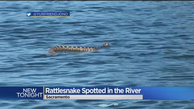 rattlesnake-spotted.jpg 