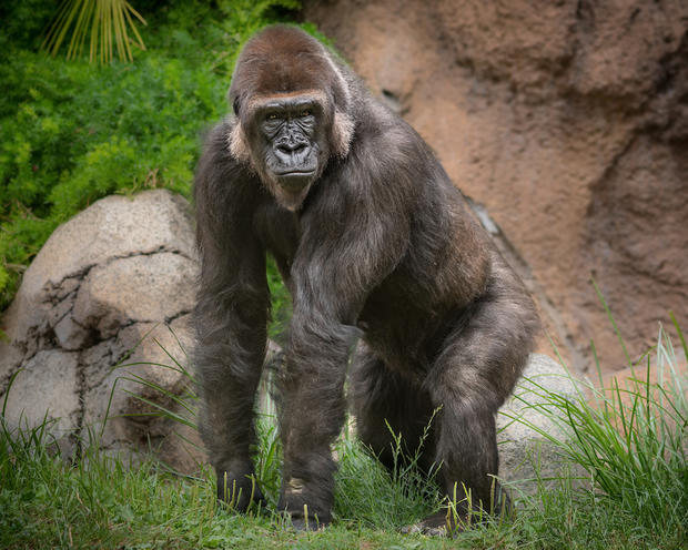 Critically Endangered Gorilla Moves To LA Zoo 