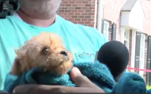puppy rescued from sewer drain 