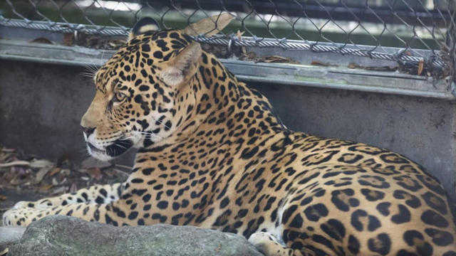 jaguar.jpg 