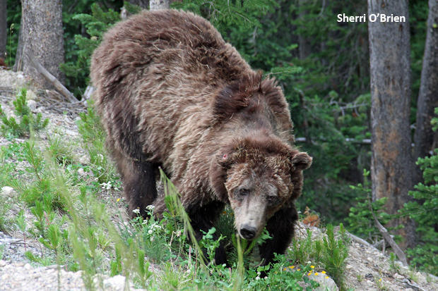 scarface-grizzly-bear-sherri-obrien-620.jpg 