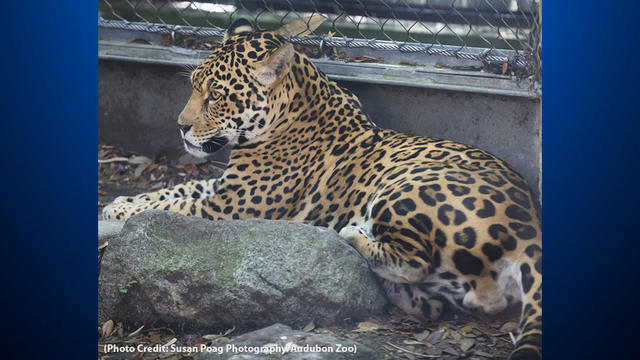 audubon-zoo-jaguar.jpg 