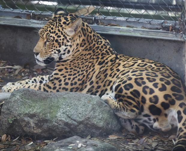 jaguar (audubon zoo) 