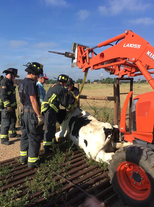 cow rescue 2 weld county sheriff 