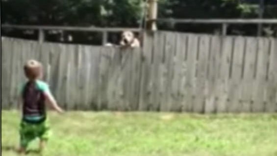 dog-catch.jpg 