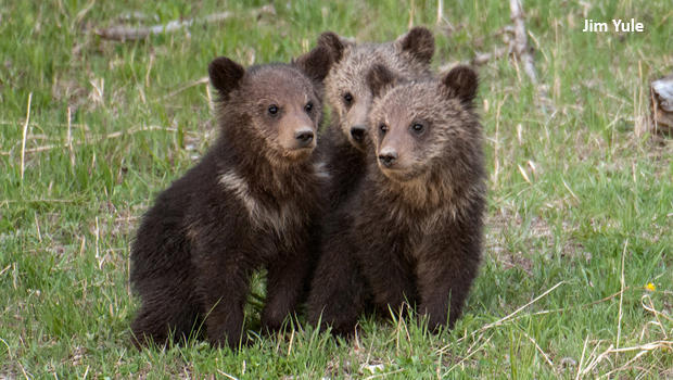 bear-cubs-2007-raspberry-in-the-middle-jim-yule-620.jpg 