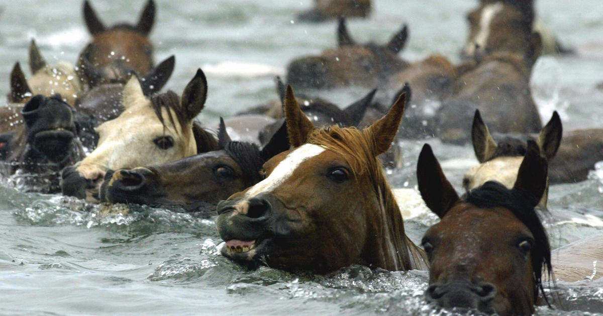 Hundreds Of Wild Ponies Moved During Chincoteague Pony Swim CBS Baltimore