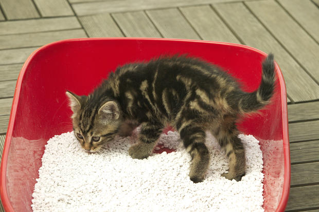 European cat, Felis catus litter box generic 