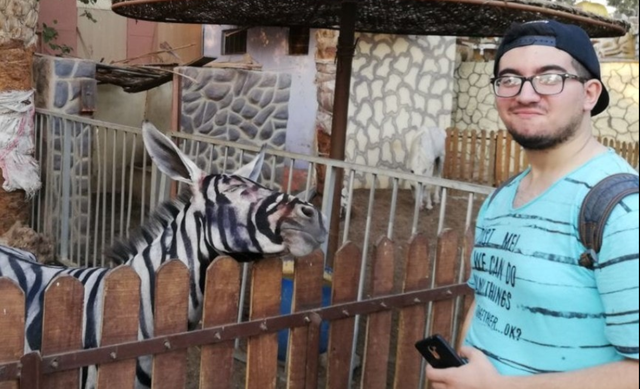 painted zebra donkey 