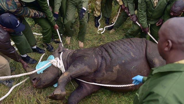 KENYA-WILDLIFE-RHINO-RELOCATION 