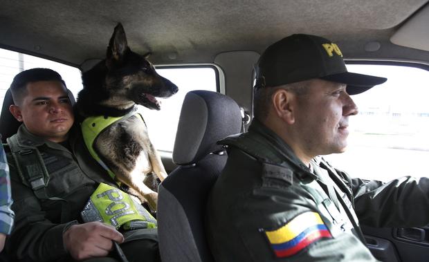 Colombia Threatened Drug Dog 