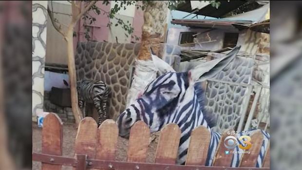 Egyptian Zoo Accused Of Painting Stripes On Donkey, Passing It Off As Zebra 