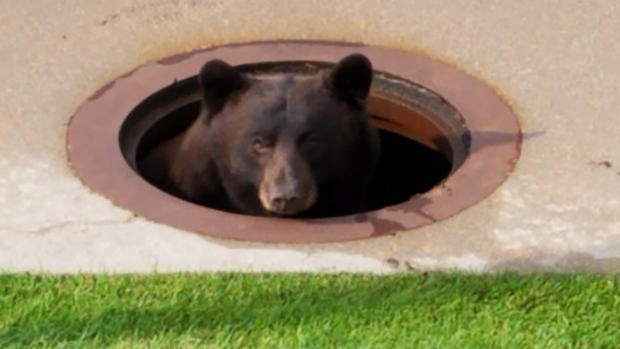 bear in manhole 