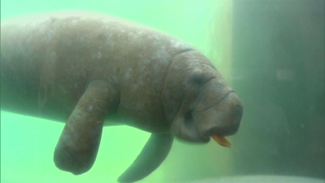 nfa-cordes-endgangered-species-act-needs-trx-frame-203.jpg 