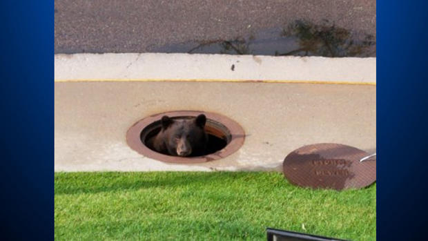 bear manhole cover 