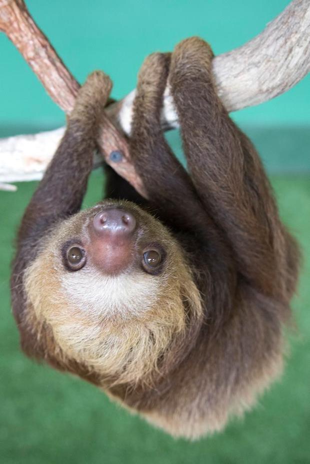 Sloths 