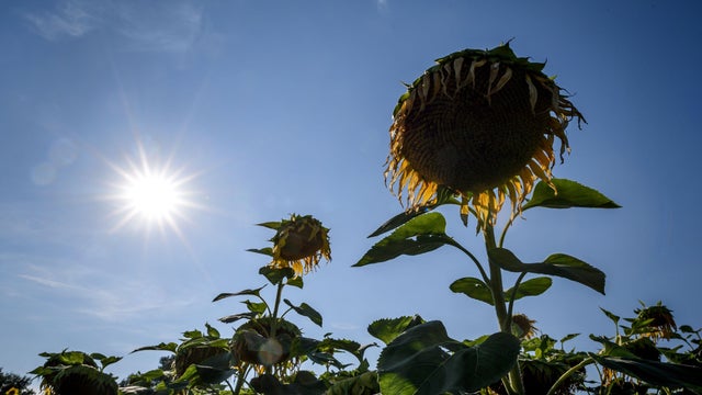 SWITZERLAND-WEATHER-HEATWAVE-ENVIRONMENT 