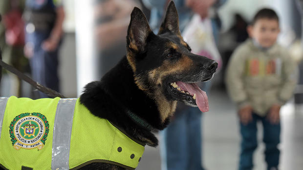 COLOMBIA-DRUGS-SNIFFING DOG 