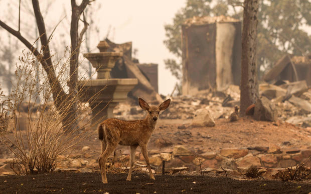 A fawn pauses near burned house as fire fighters battle the Carr Fire west of Redding 