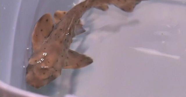 Employee describes joy of having stolen horn shark returned to San