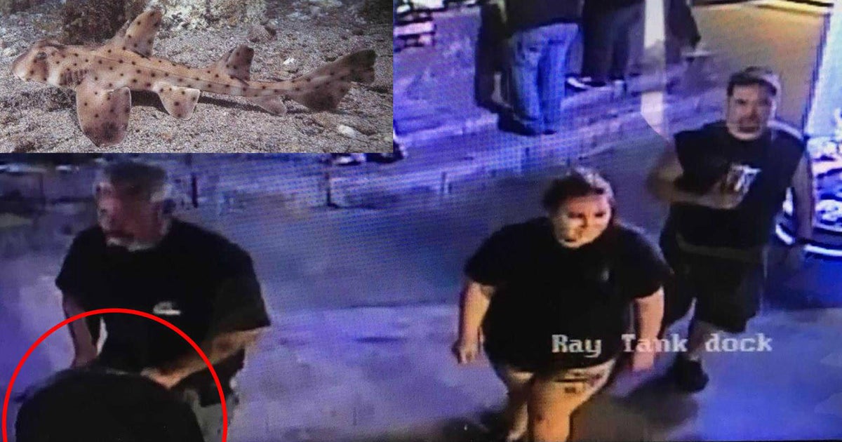 Shark stolen San Antonio Aquarium horn shark has now been returned to