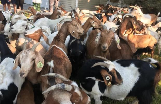 goats on loose in Idaho 