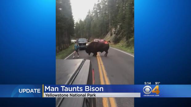 man taunts bison 