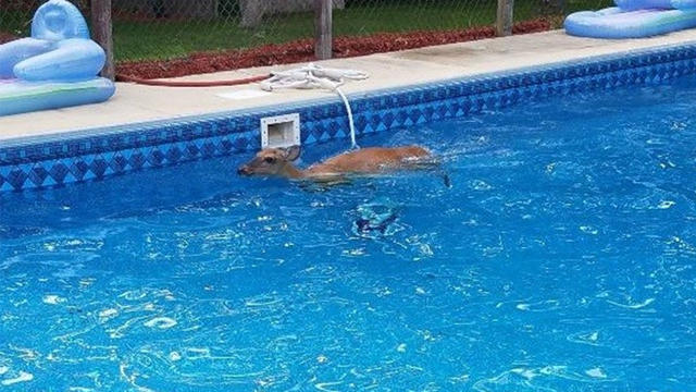 deer-in-pool.jpg 