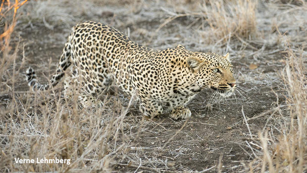 leopard-slinking-stalking-verne-lehmberg-620.jpg 
