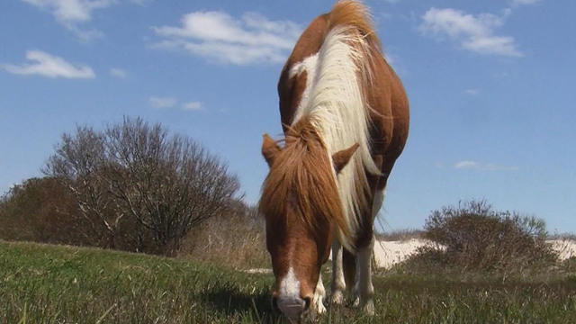 0805-sunmo-nature-wildhorses-replace-1628239-640x360.jpg 