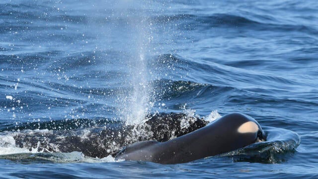 A baby orca whale is seen being pushed by her mother July 24, 2018, after being born off the Canadian coast near Victoria, British Columbia, in this photo provided by the Center for Whale Research. 
