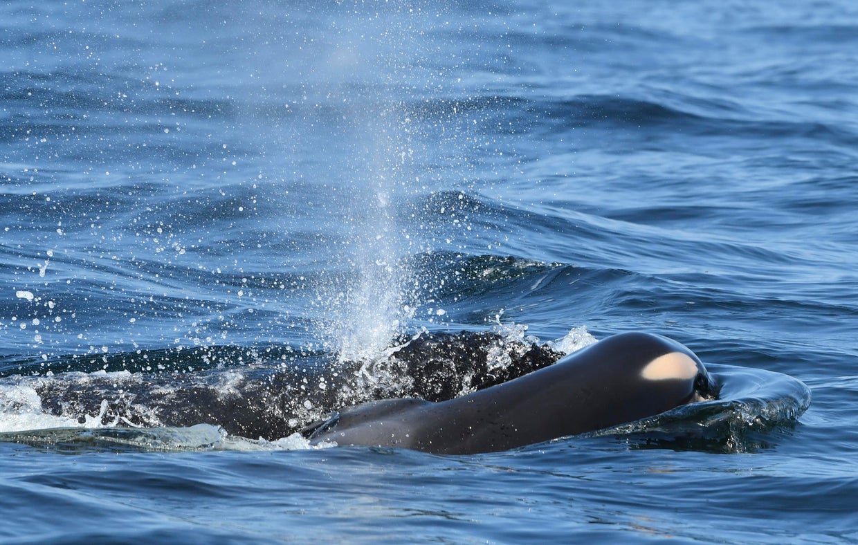 Grieving mother orca finally lets go of dead calf after 17 days CBS News(02)
