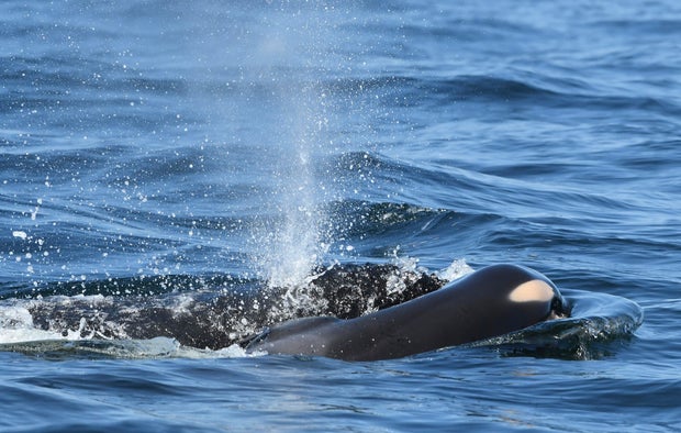 A baby orca whale is seen being pushed by her mother July 24, 2018, after being born off the Canadian coast near Victoria, British Columbia, in this photo provided by the Center for Whale Research.