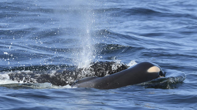 Grieving Endangered Orca 