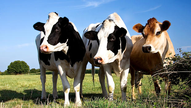 dairy cows 