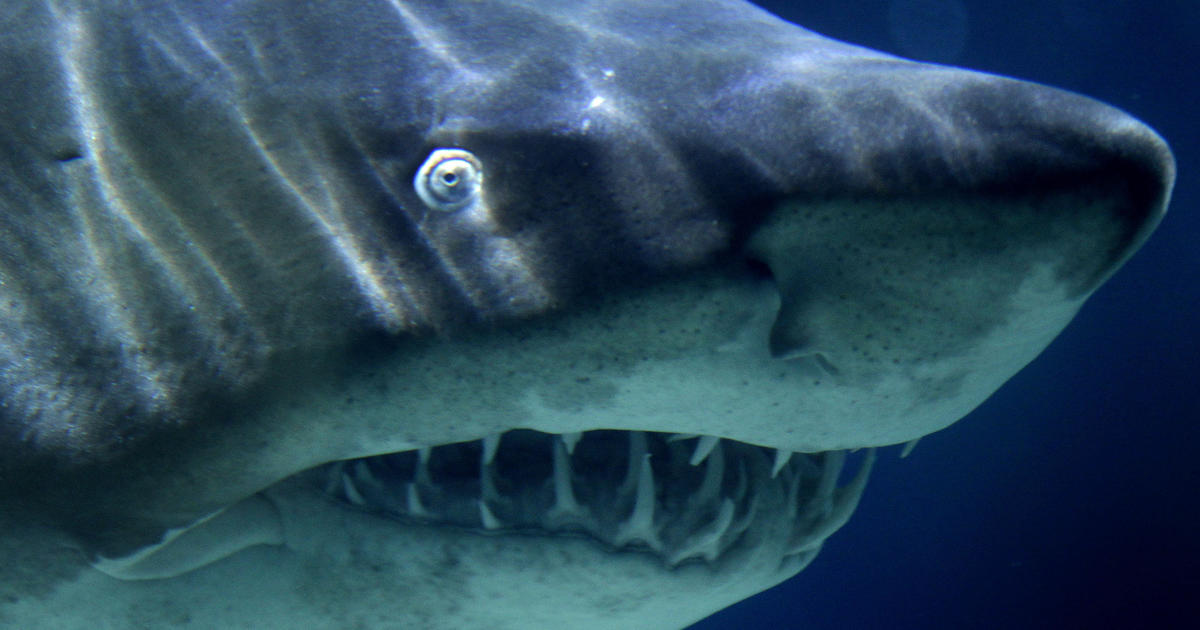 shark with human face