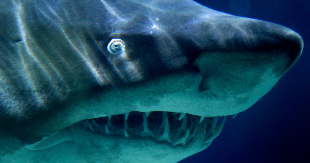 Shark attacks woman walking in knee-deep water after midnight in New  Zealand - CBS News