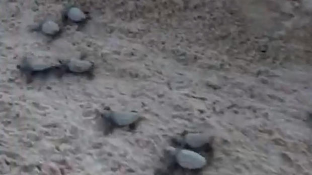 Baby Sea Turtles 