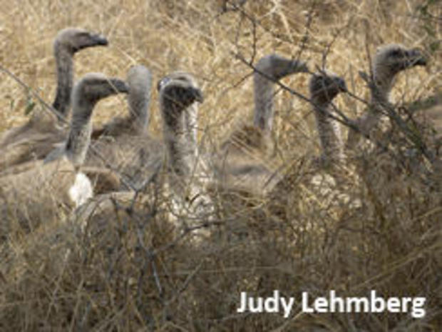 vultures-waiting-kruger-national-park-judy-lehmberg-244.jpg 