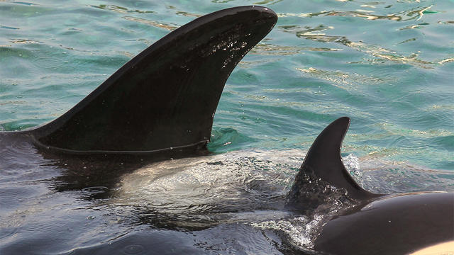 orca-file-photo.jpg 