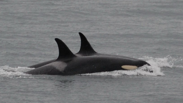 180812-whale-research-j35-orca-pod.png 