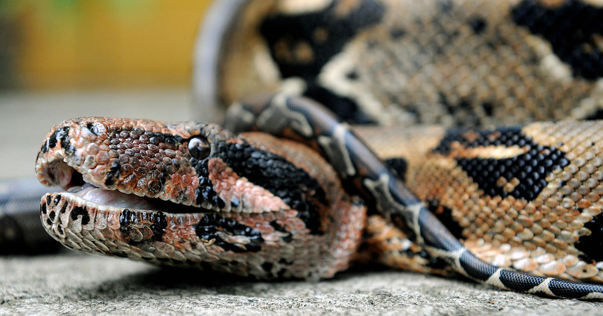 Man dies days after police shot an 18-foot boa constrictor wrapped around his neck